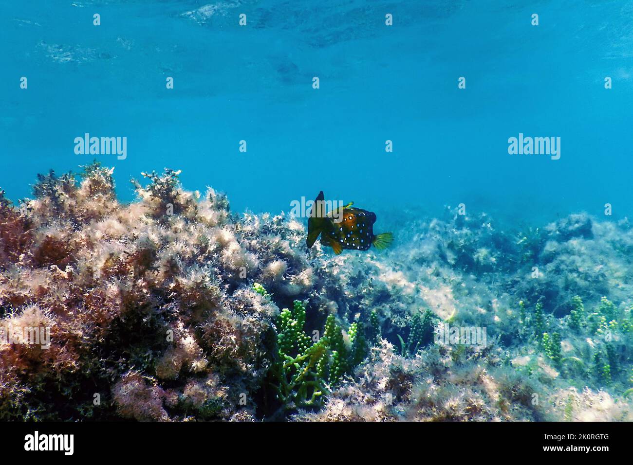 Cubicus Boxfish main image 1