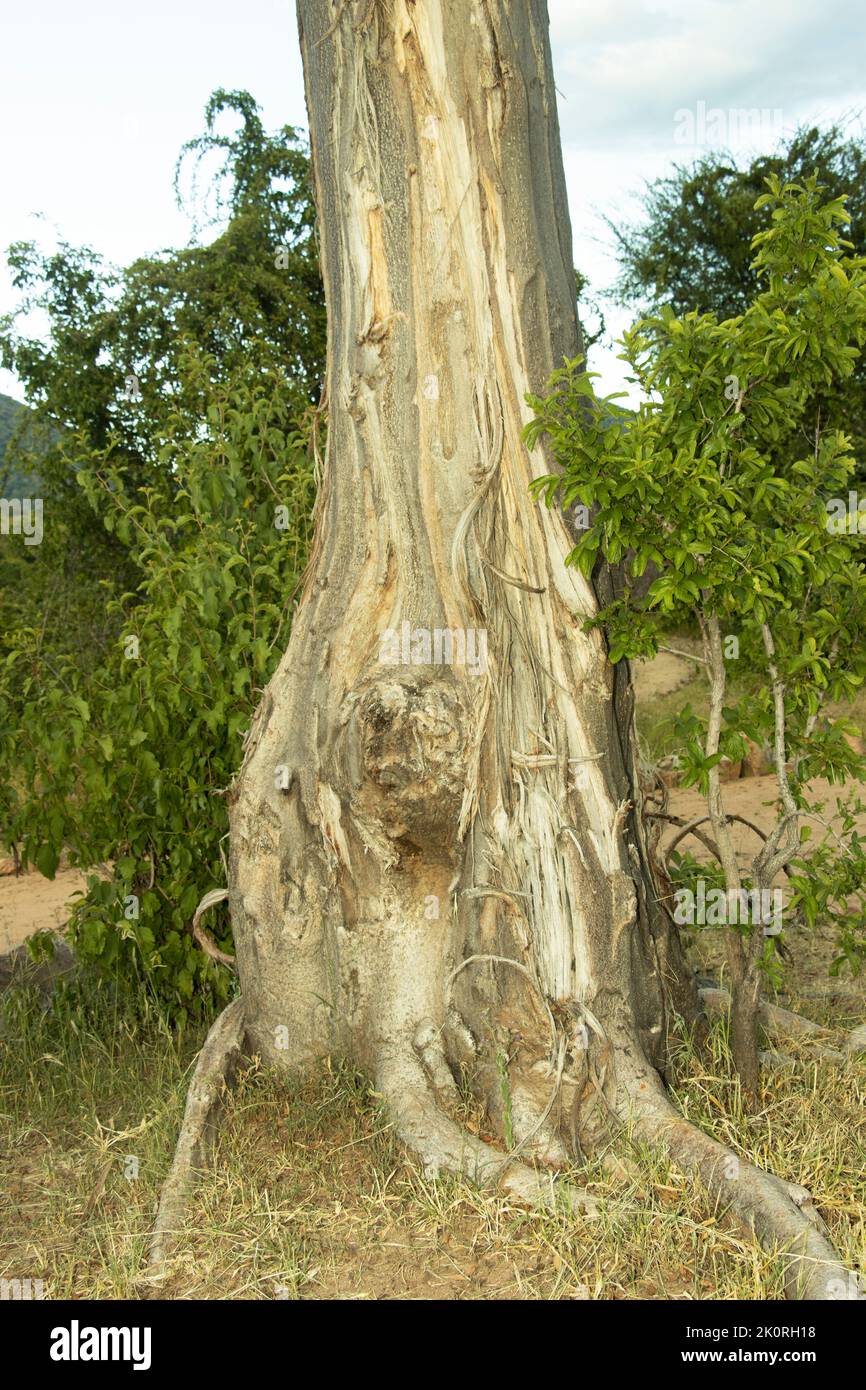 Elephants have stripped lengths of bark off this young Baobab. At the end of the dry season elephants concentrate their attention on Baobabs Stock Photo