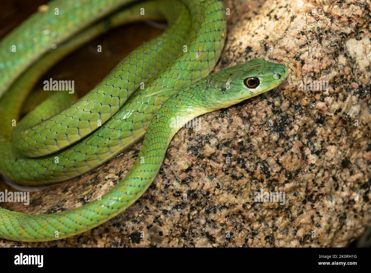 An arboreal serpent that will tolerate drier climates than most of its relatives. The Speckled Green Snake is common with superb camouflage Stock Photo