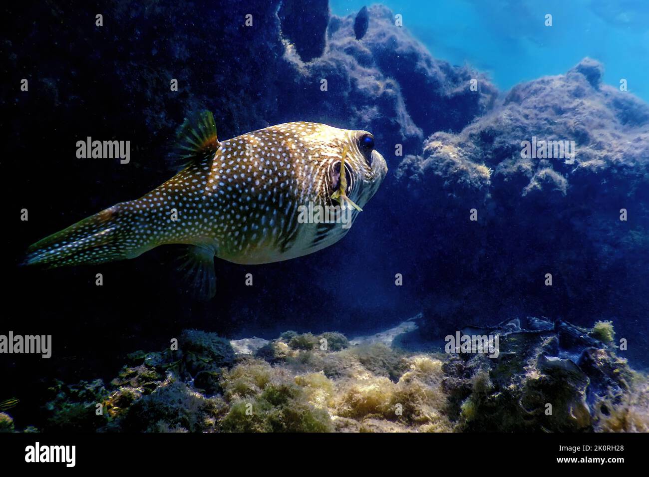 White spotted Puffer Underwater Arothron Hispidus Marine Life Stock 