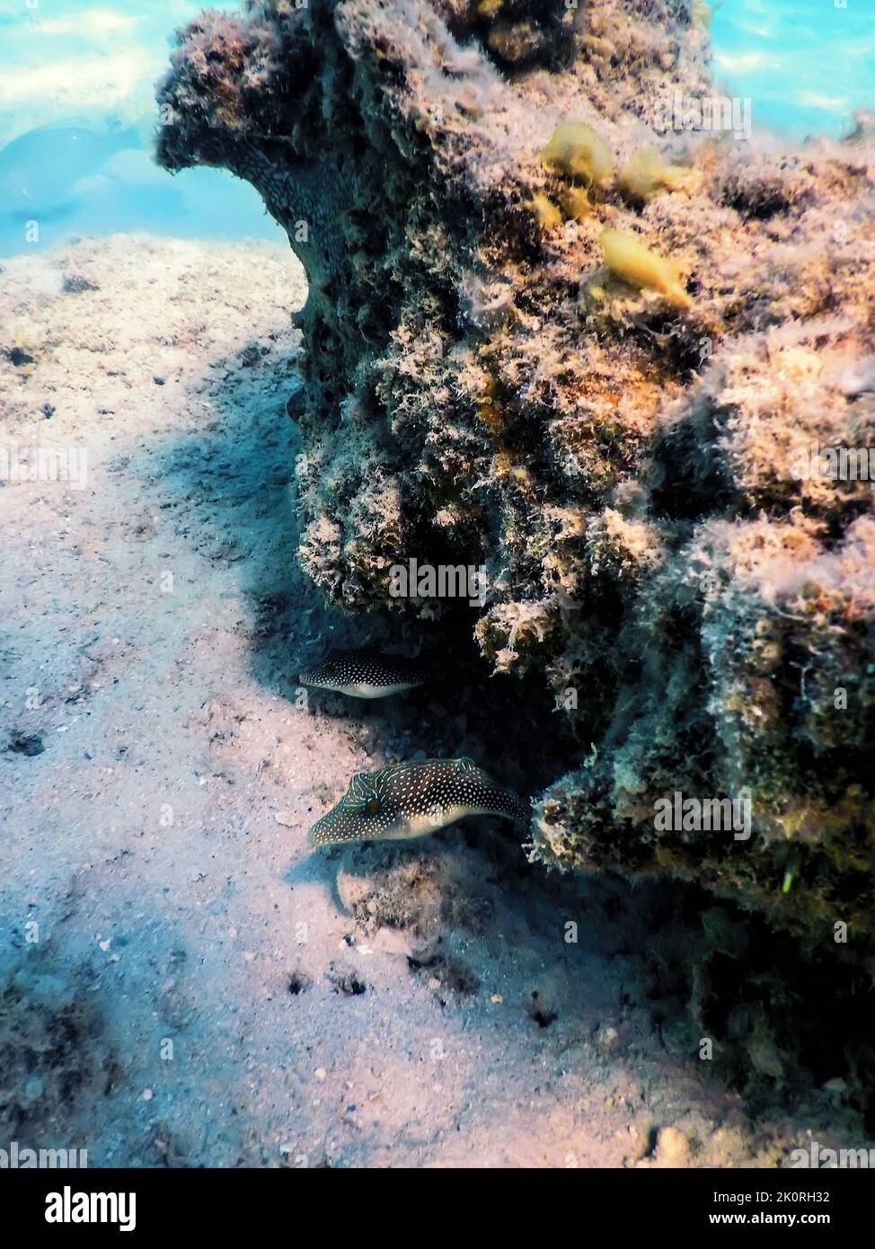 Red Sea Spotted Sharpnose (Canthigaster margaritata) underwater, Marine life Stock Photo