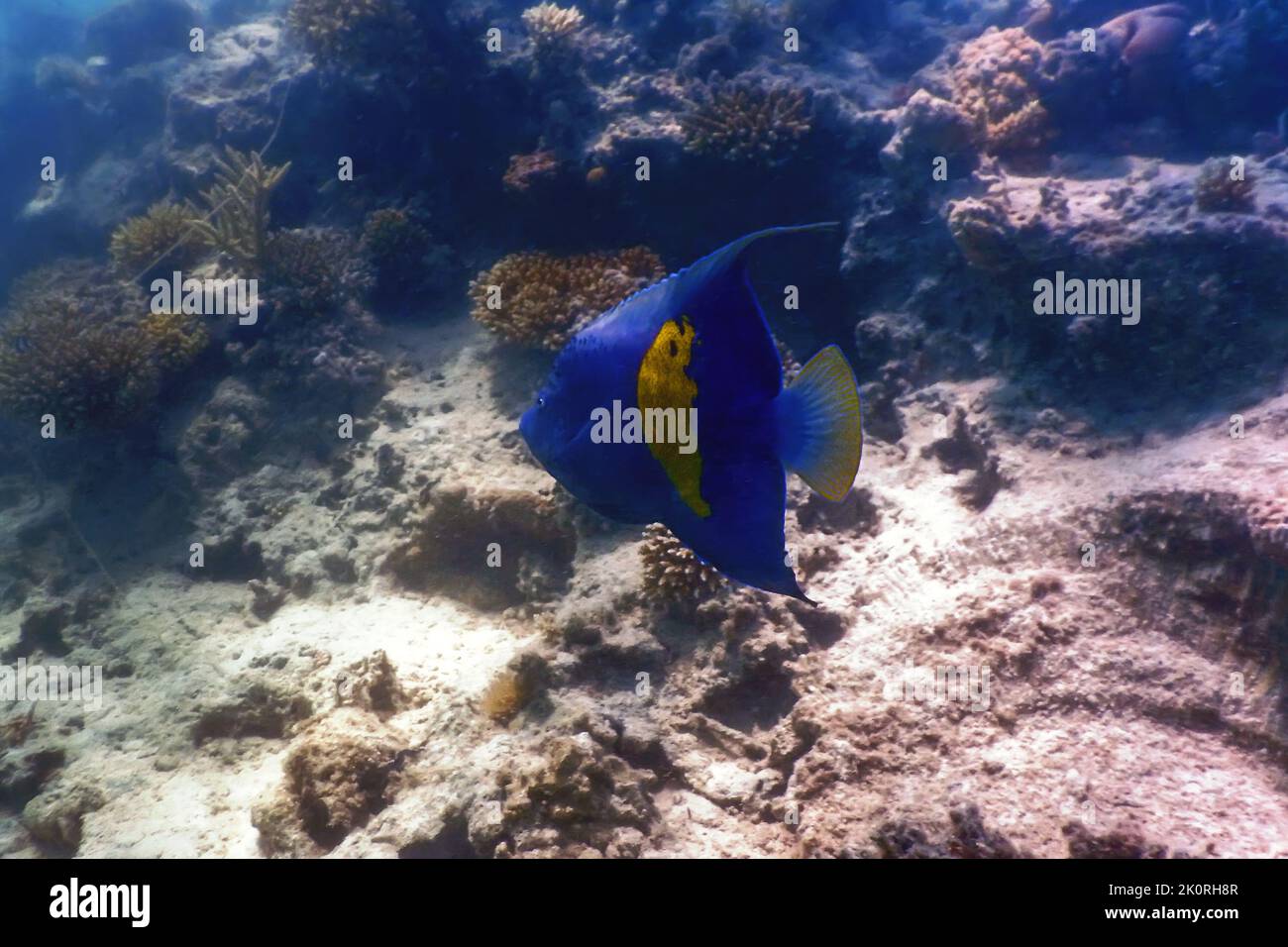 Yellowbar Angelfish, Arabian Angelfish (Pomacanthus maculosus) Tropical waters, Marine life Stock Photo