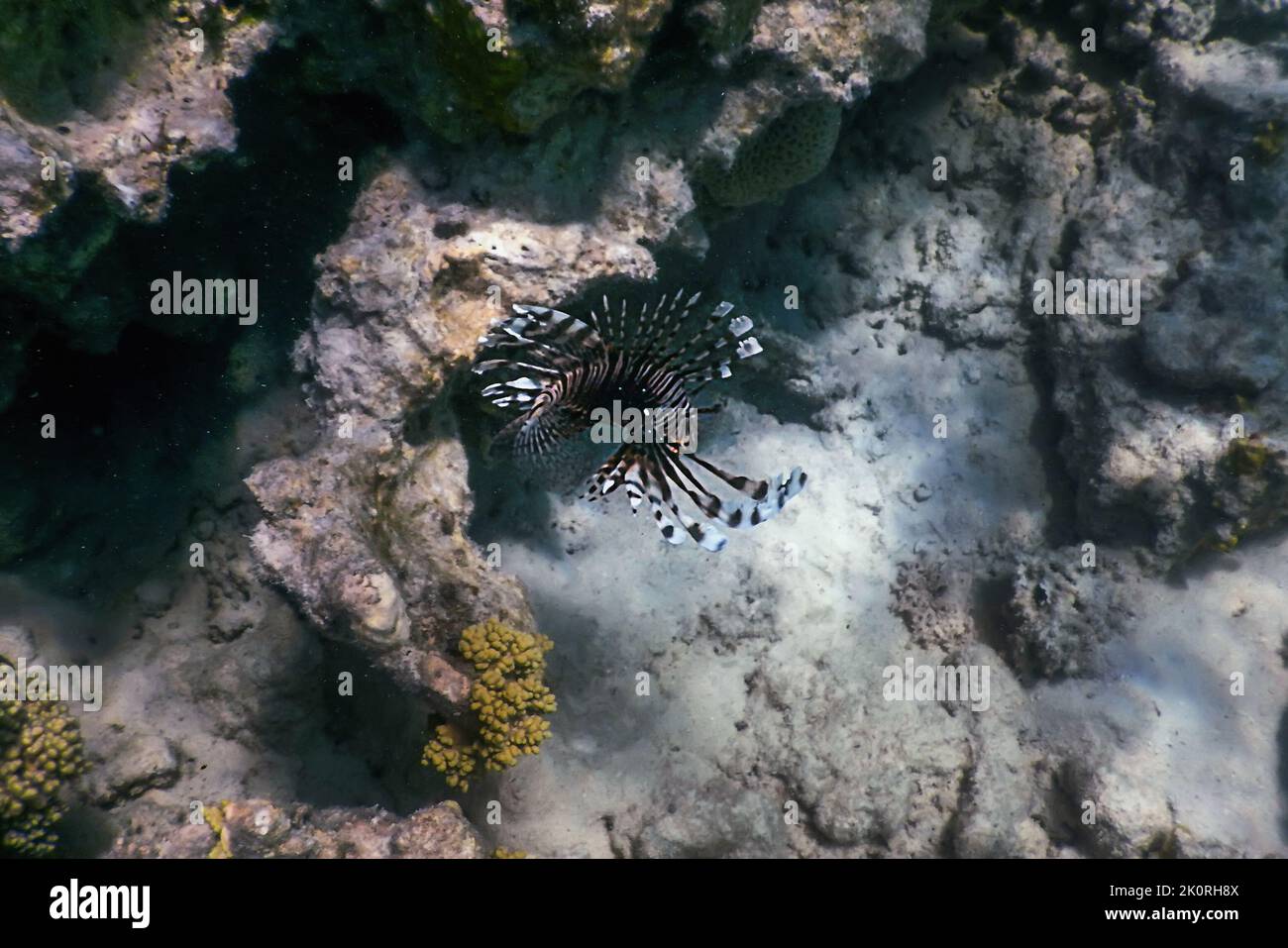 Lionfish venomous coral reef fish, invasive species (Pterois volitans