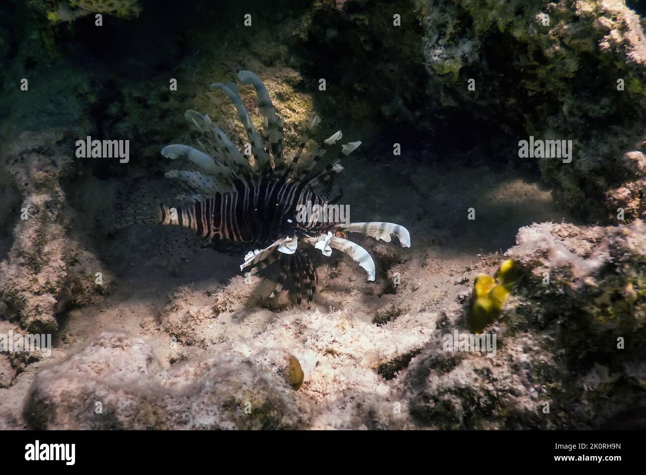 Lionfish venomous coral reef fish, invasive species (Pterois volitans