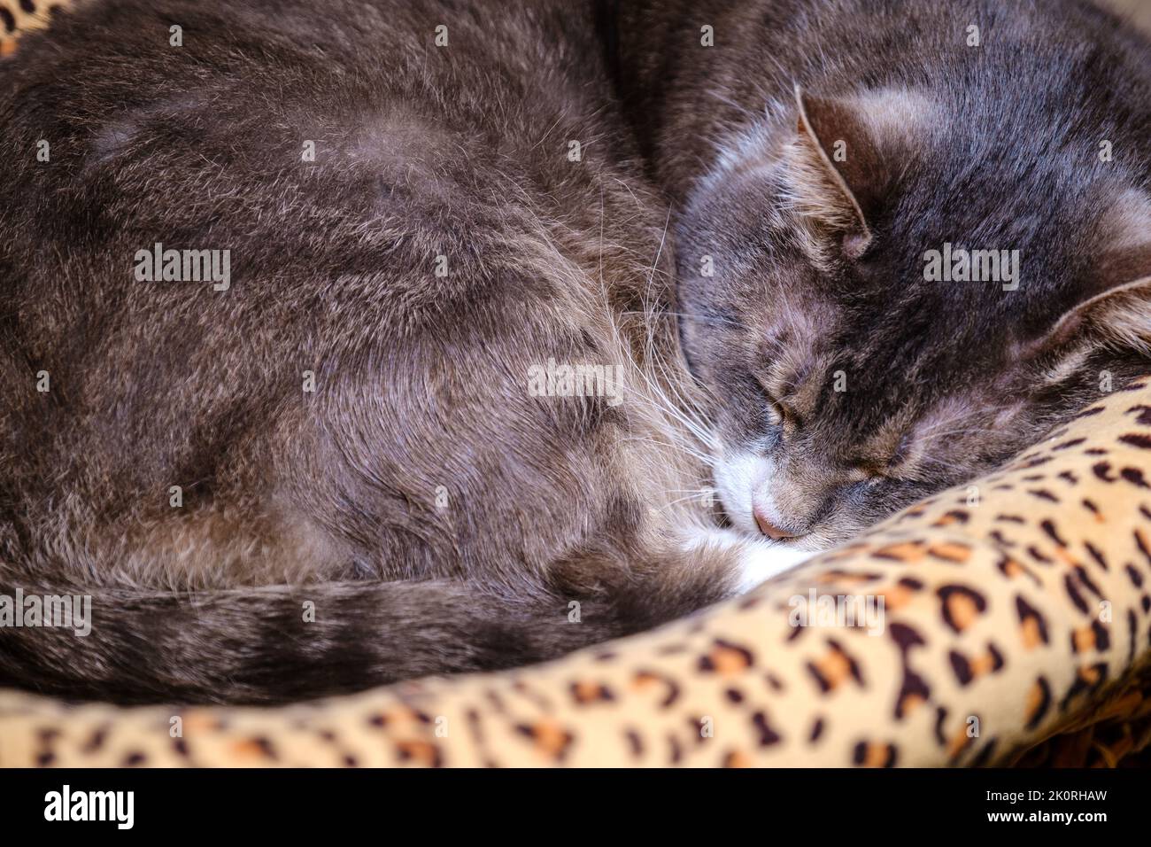 Close up sweetly sleeping hi-res stock photography and images - Alamy