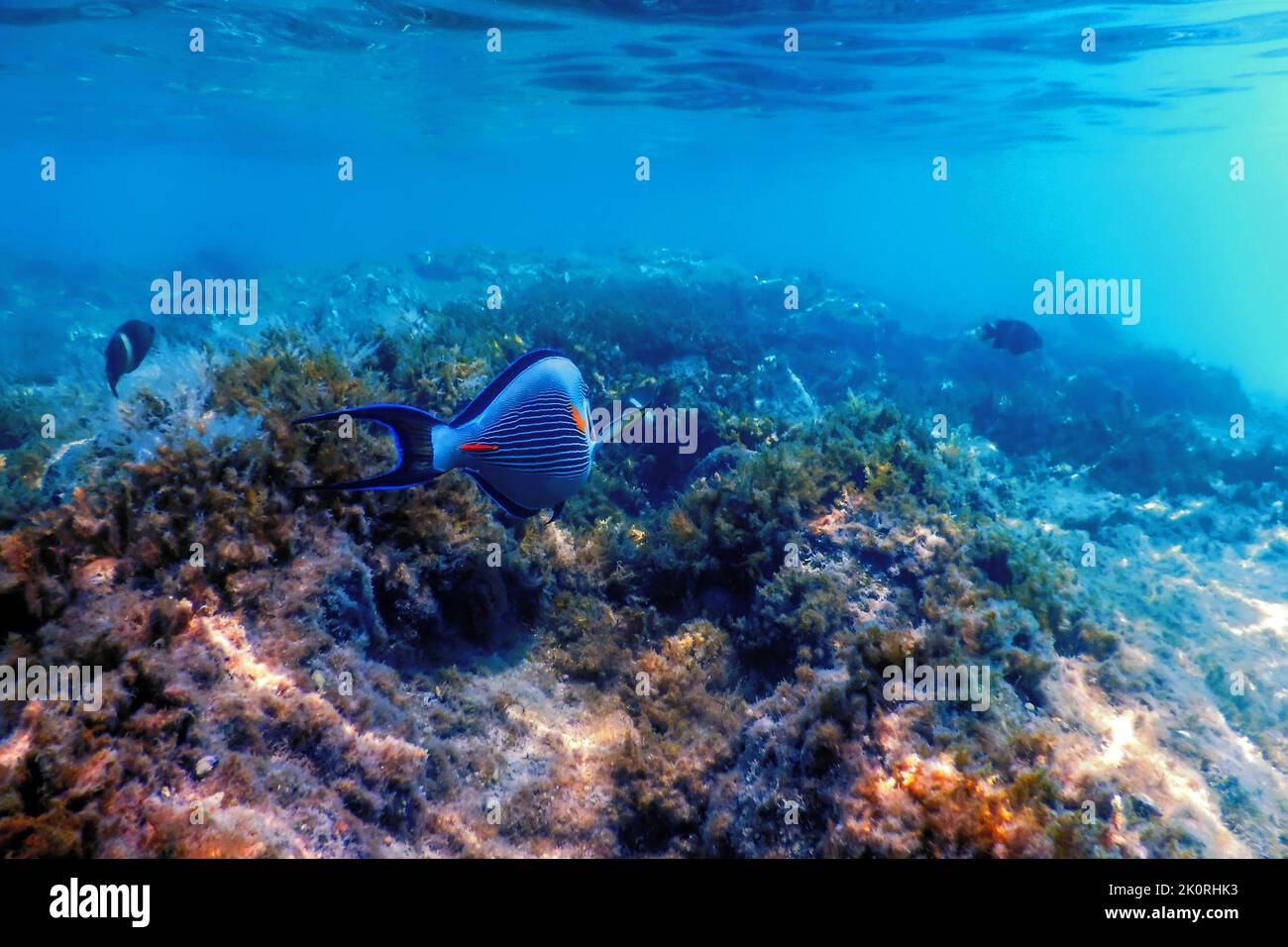 The Sohal Surgeonfish, sohal tang (Acanthurus sohal) Marine life Stock Photo