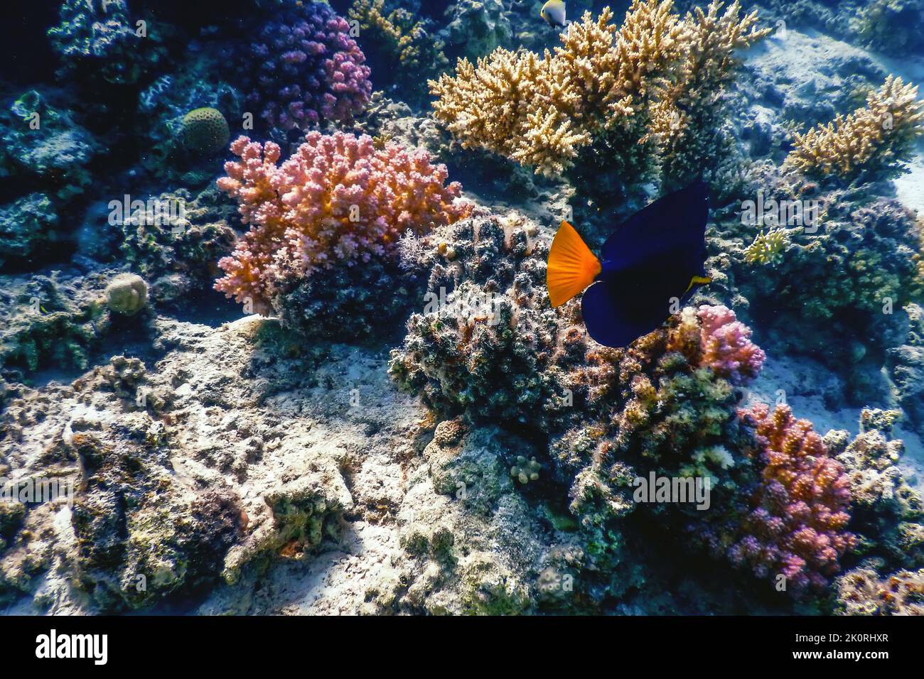 Yellowtail tang, Yellowtail surgeonfish (Zebrasoma xanthurum) Tropical waters, Marine life Stock Photo