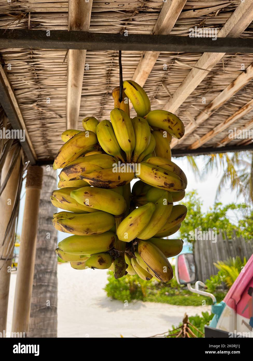 A Banana bunch hung from the ceiling on a resort island in the Maldives