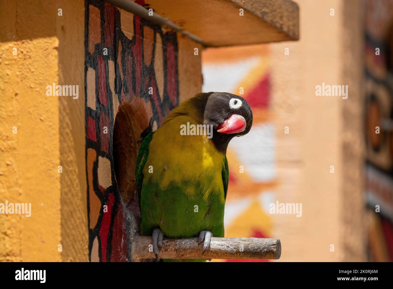 A yellow-collared lovebird (Agapornis personatus) on a branch Stock Photo