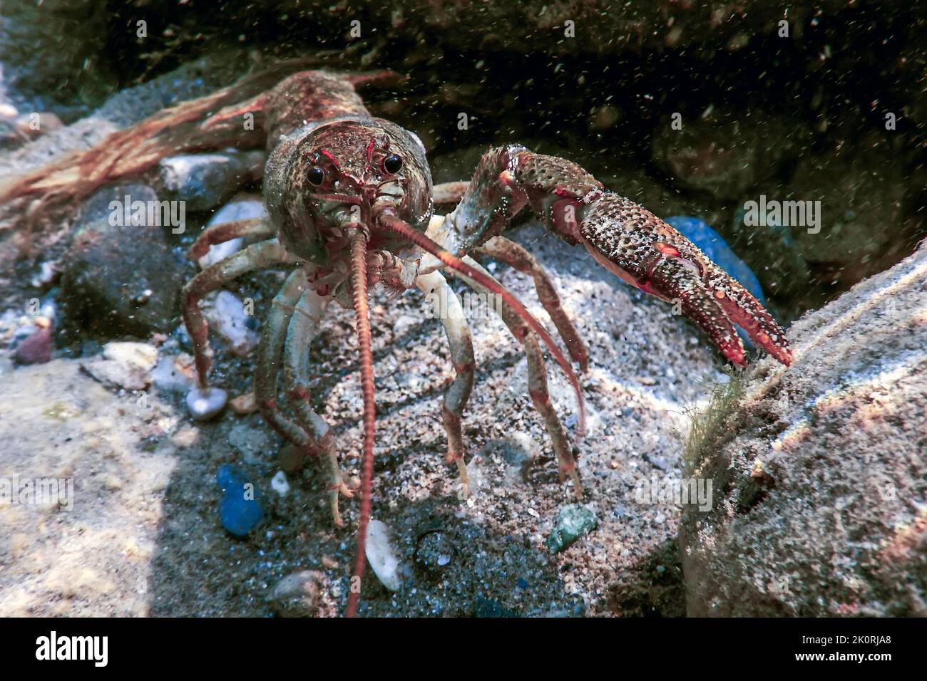Closeup freshwater crayfish underwater (Astacus astacus Stock Photo - Alamy