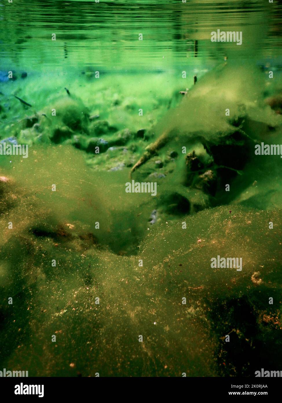 Underwater ecosystems light hi-res stock photography and images - Alamy