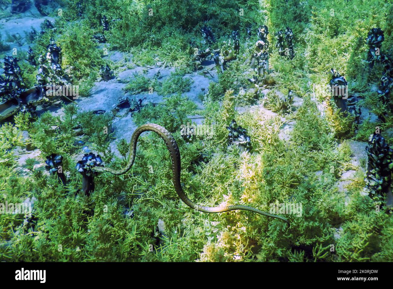 Dice Snake (Natrix tessellata) swimming in the clear water, Underwater Wildlife Stock Photo