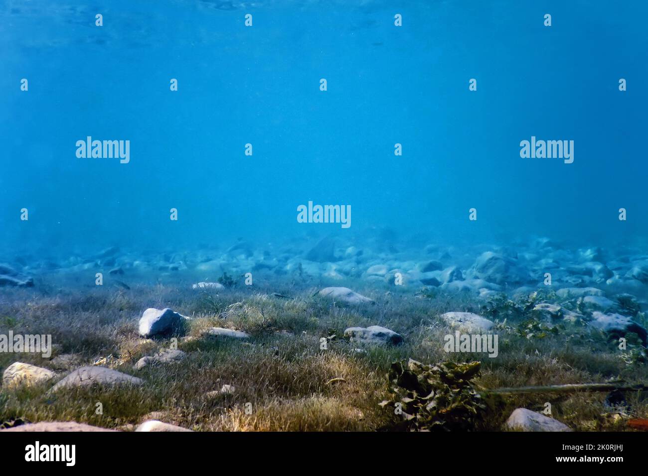 Freshwater Flora, Underwater Freshwater Landscape, Underwater Flora