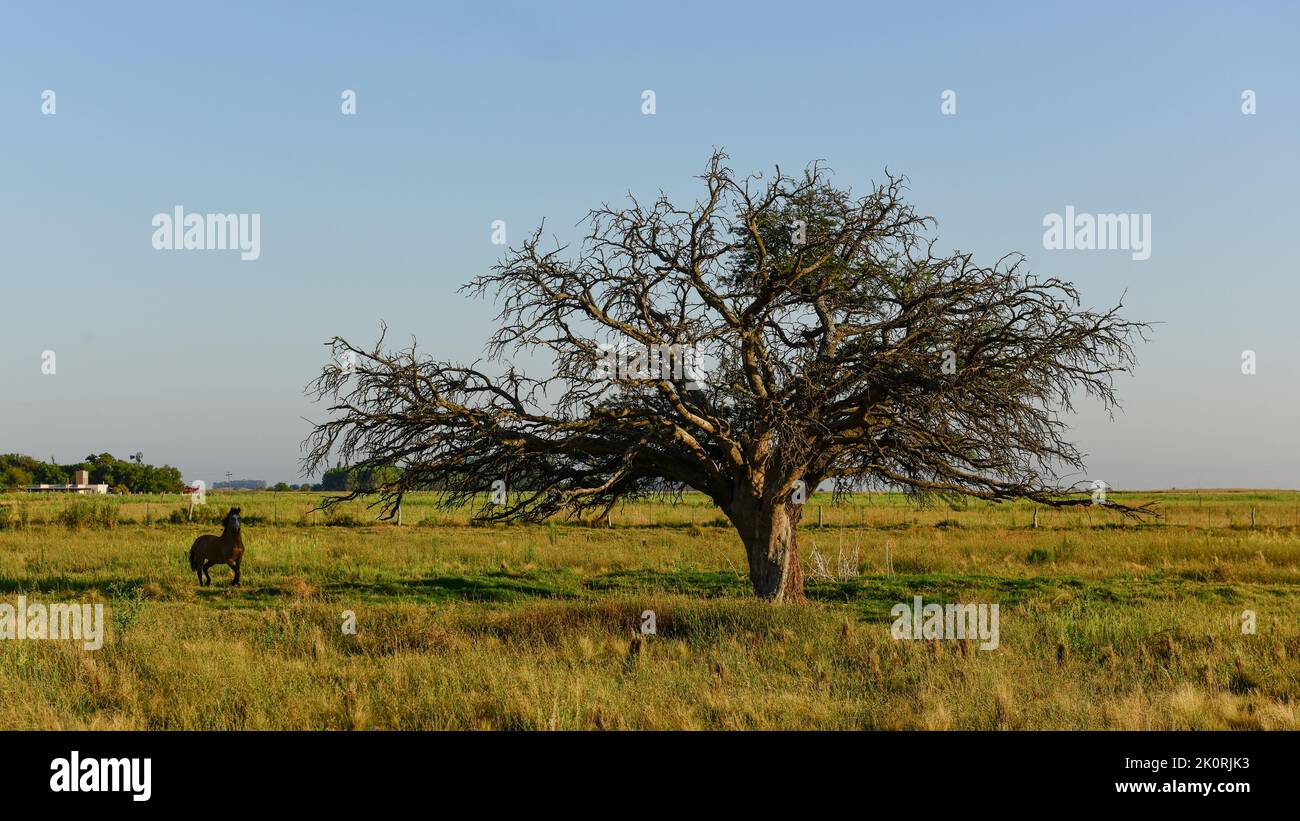 Calden, Prosopis Caldenia) in Pampas landscape, typical tree of the Pampas plain, La Pampa Province, Patagonia, Argentina. Stock Photo