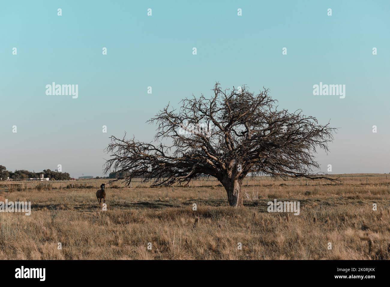 Calden, Prosopis Caldenia) in Pampas landscape, typical tree of the Pampas plain, La Pampa Province, Patagonia, Argentina. Stock Photo