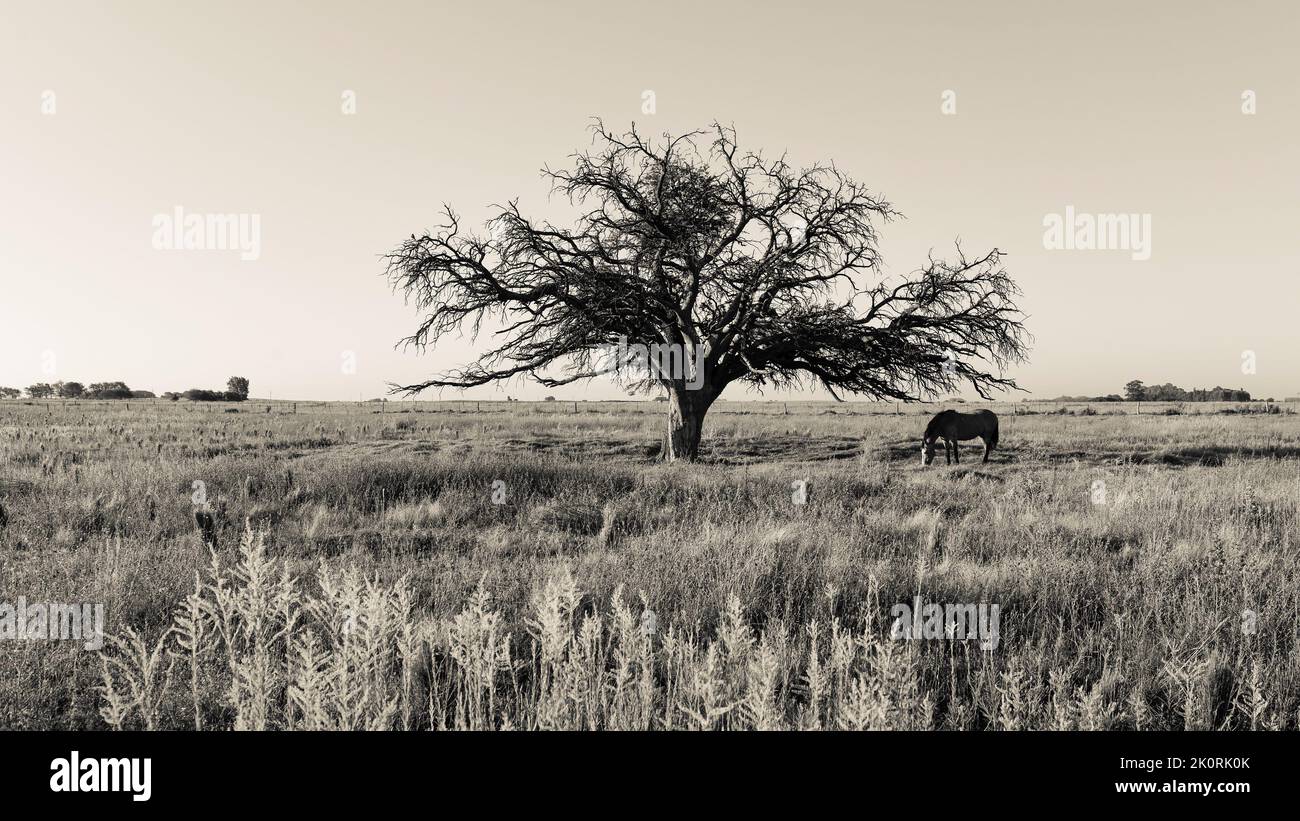 Calden, Prosopis Caldenia) in Pampas landscape, typical tree of the Pampas plain, La Pampa Province, Patagonia, Argentina. Stock Photo
