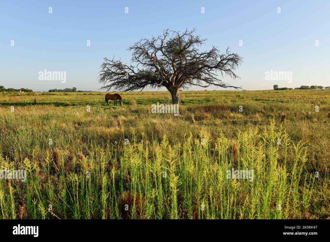 Calden, Prosopis Caldenia) in Pampas landscape, typical tree of the Pampas plain, La Pampa Province, Patagonia, Argentina. Stock Photo