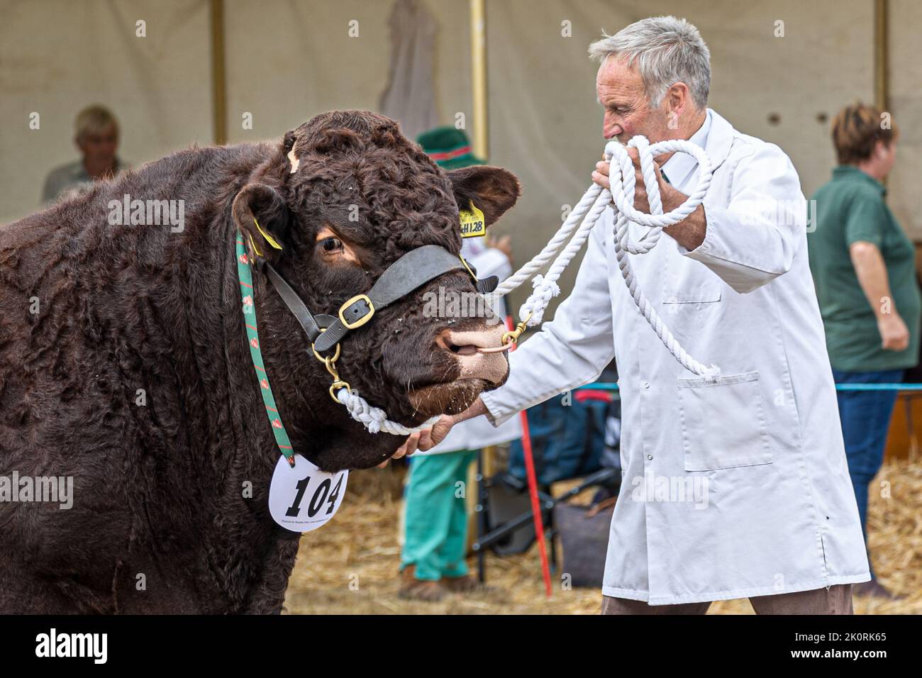 South Devon bull, competition, Dorset County Show 2022, Dorset,UK Stock Photo