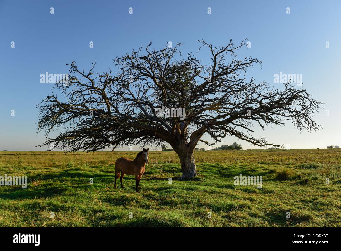 Calden, Prosopis Caldenia) in Pampas landscape, typical tree of the Pampas plain, La Pampa Province, Patagonia, Argentina. Stock Photo
