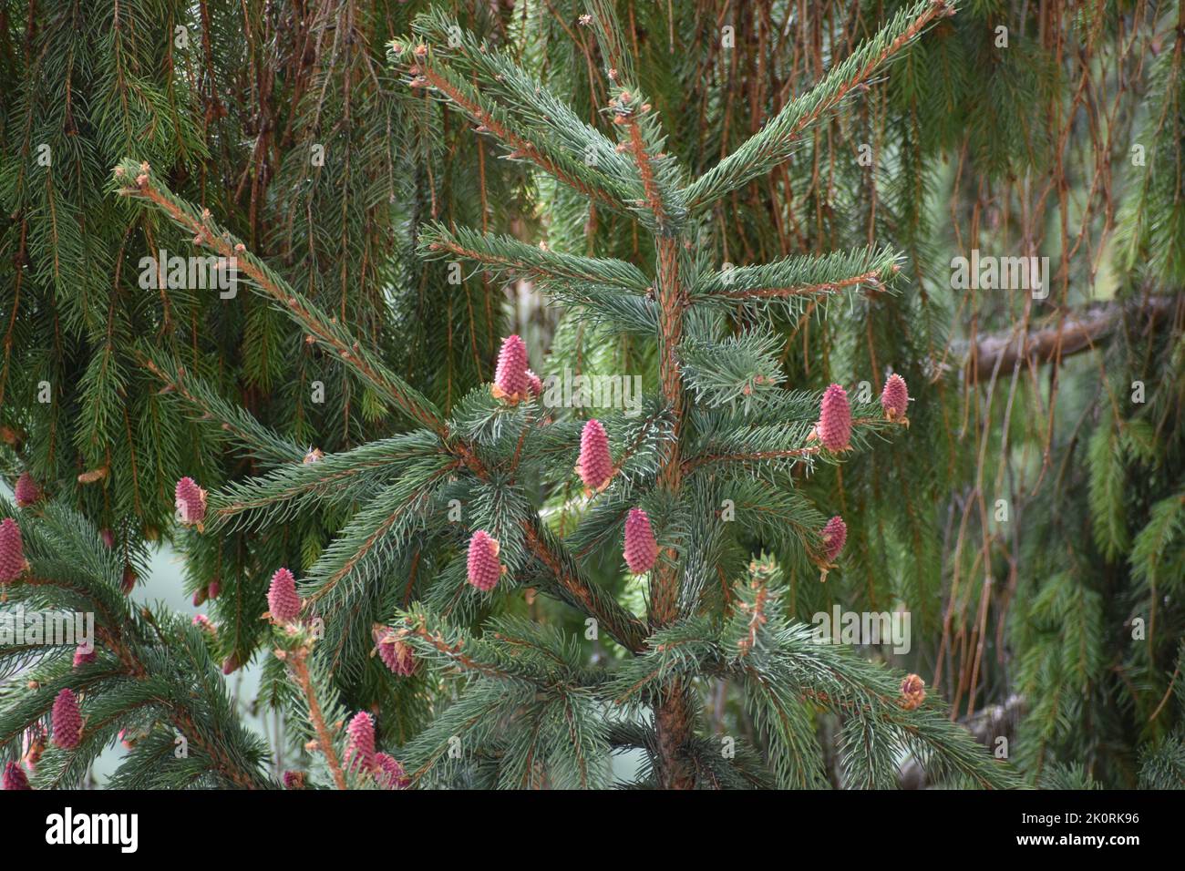 A green Picea chihuahuana tree with pink Conifer cones Stock Photo