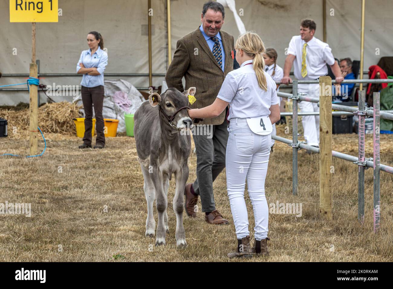 Dairy Young Handlers Workshop, walk backwards with dairy cows, competition, Dorset County Show 2022, Dorset, UK Stock Photo