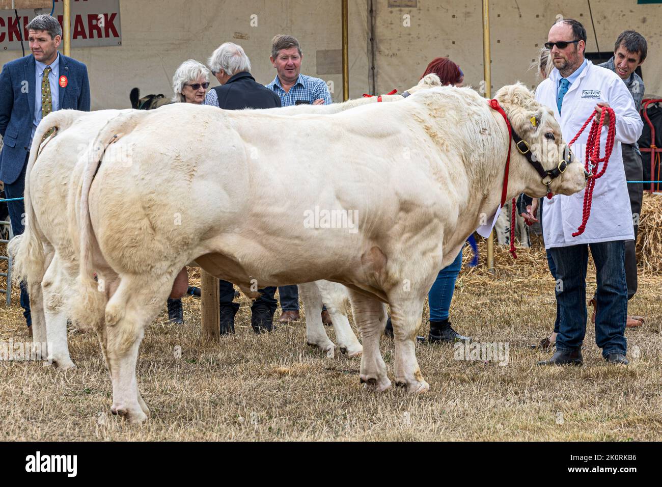 British white bull, competition, Dorset County Show 2022, Dorset, UK Stock Photo