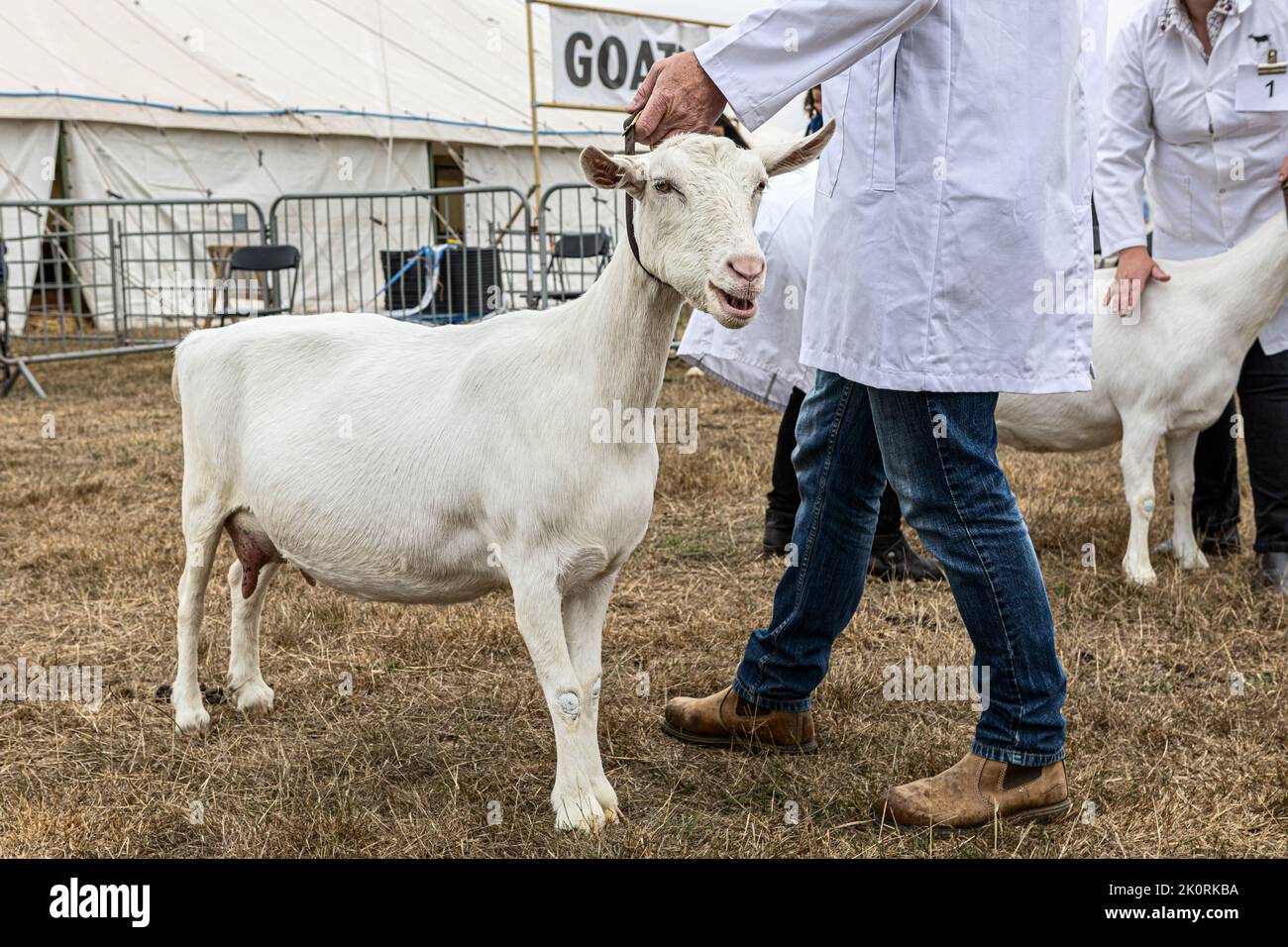 British Saanen goat, competition,  Dorset County Show 2022, Dorset, UK Stock Photo