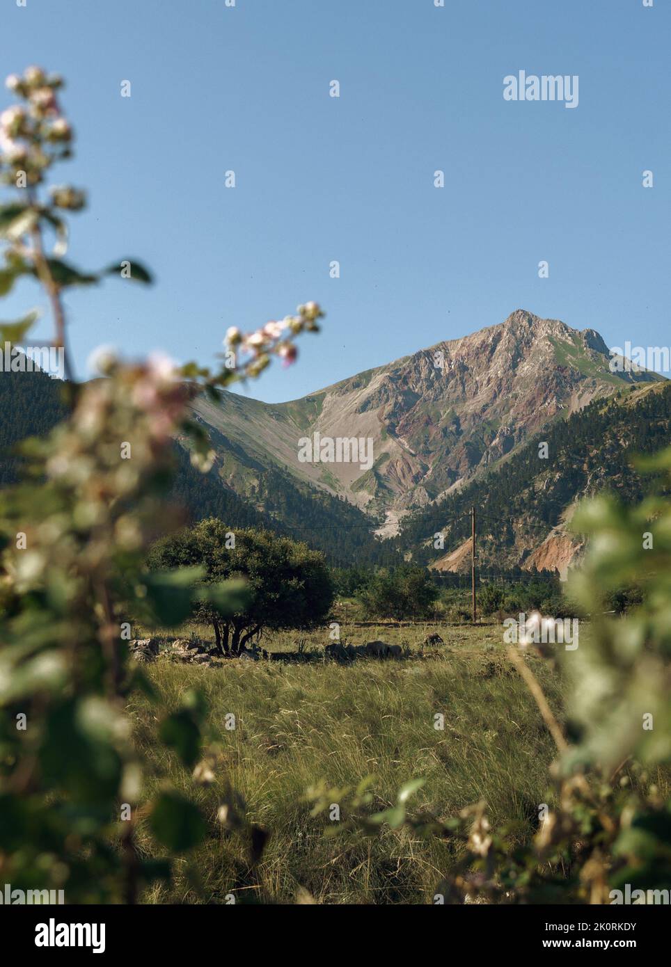 Picturesque scenery big tree hi-res stock photography and images - Alamy