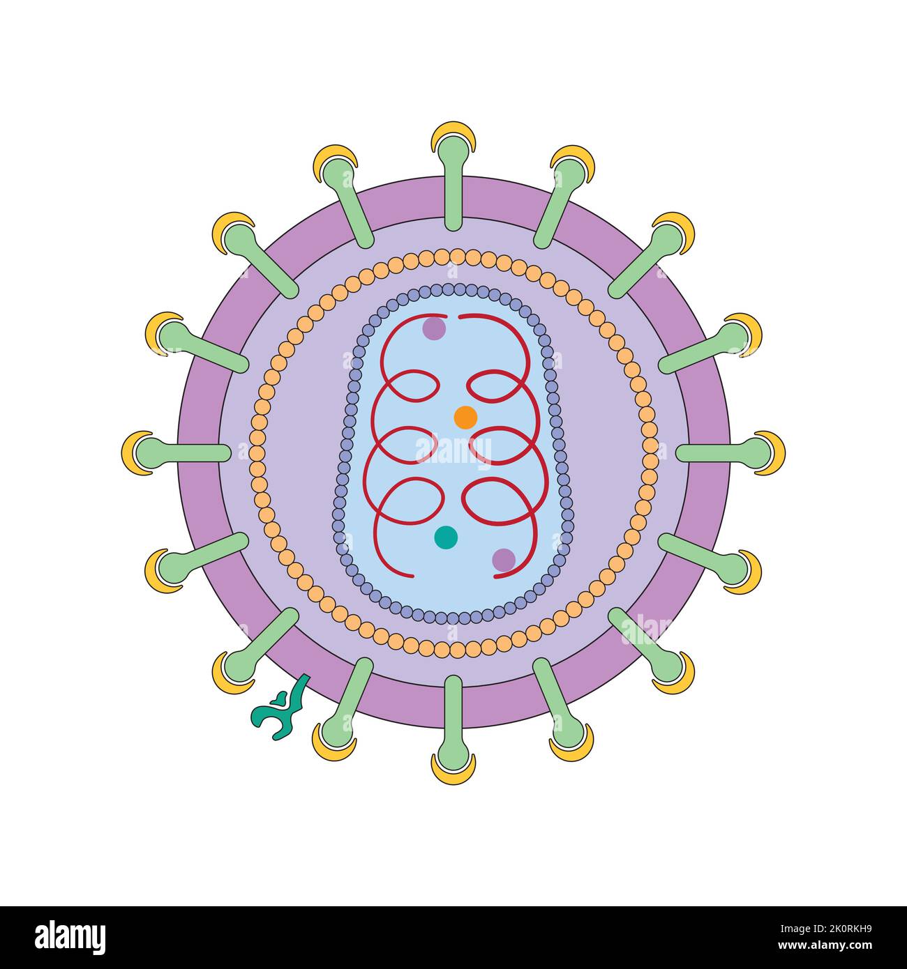 Scientific Designing of Human Immunodeficiency Virus (HIV) Structure