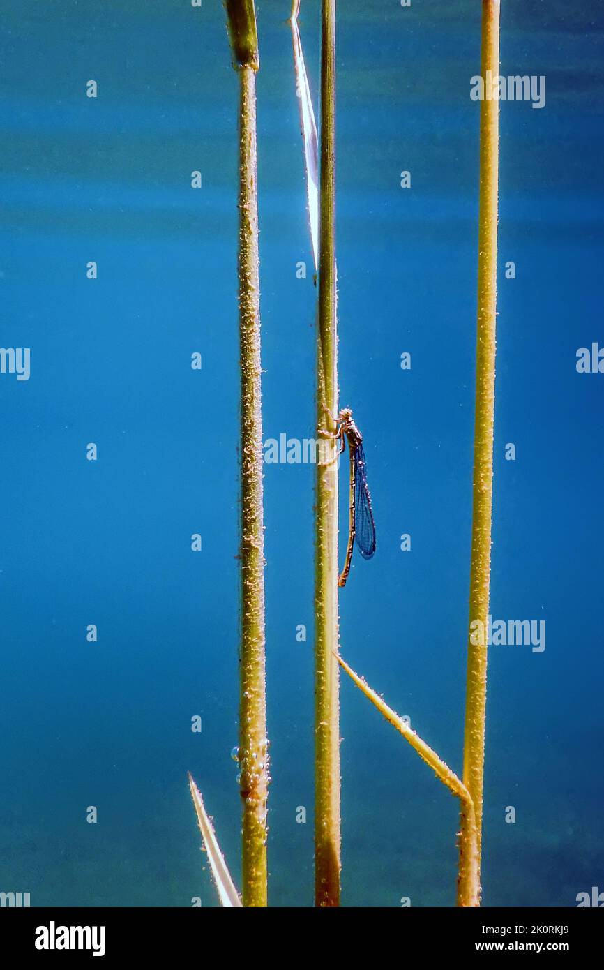 Dragonfly laying eggs on a branch underwater, Dragonfly reproduction