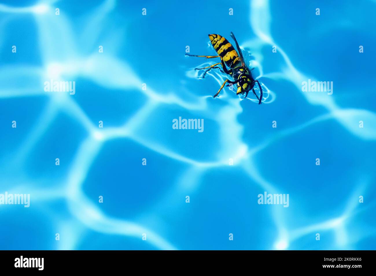 Wasp on the water surface, swimming pool Stock Photo - Alamy