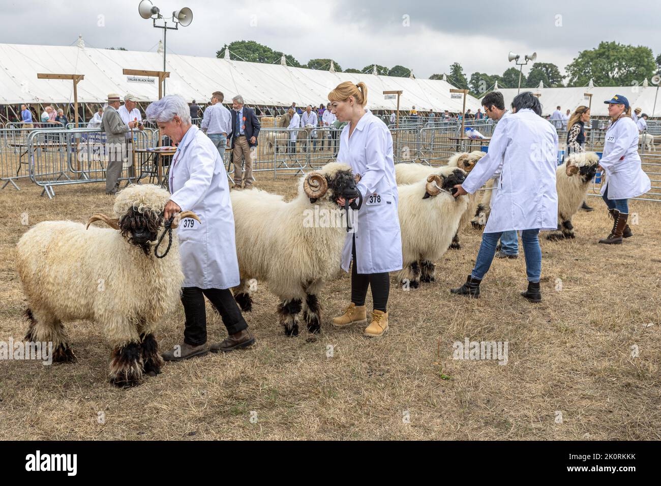 Valais Blacknose Sheep competition, Dorset County Show 2022, Dorset, UK