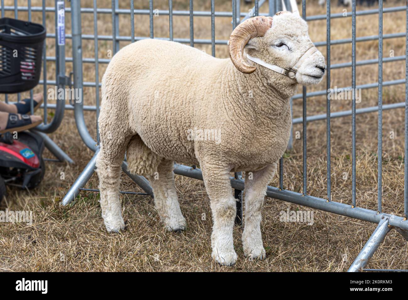 Dorset Horn sheep, competition, Dorset County Show 2022, Dorset, UK Stock Photo