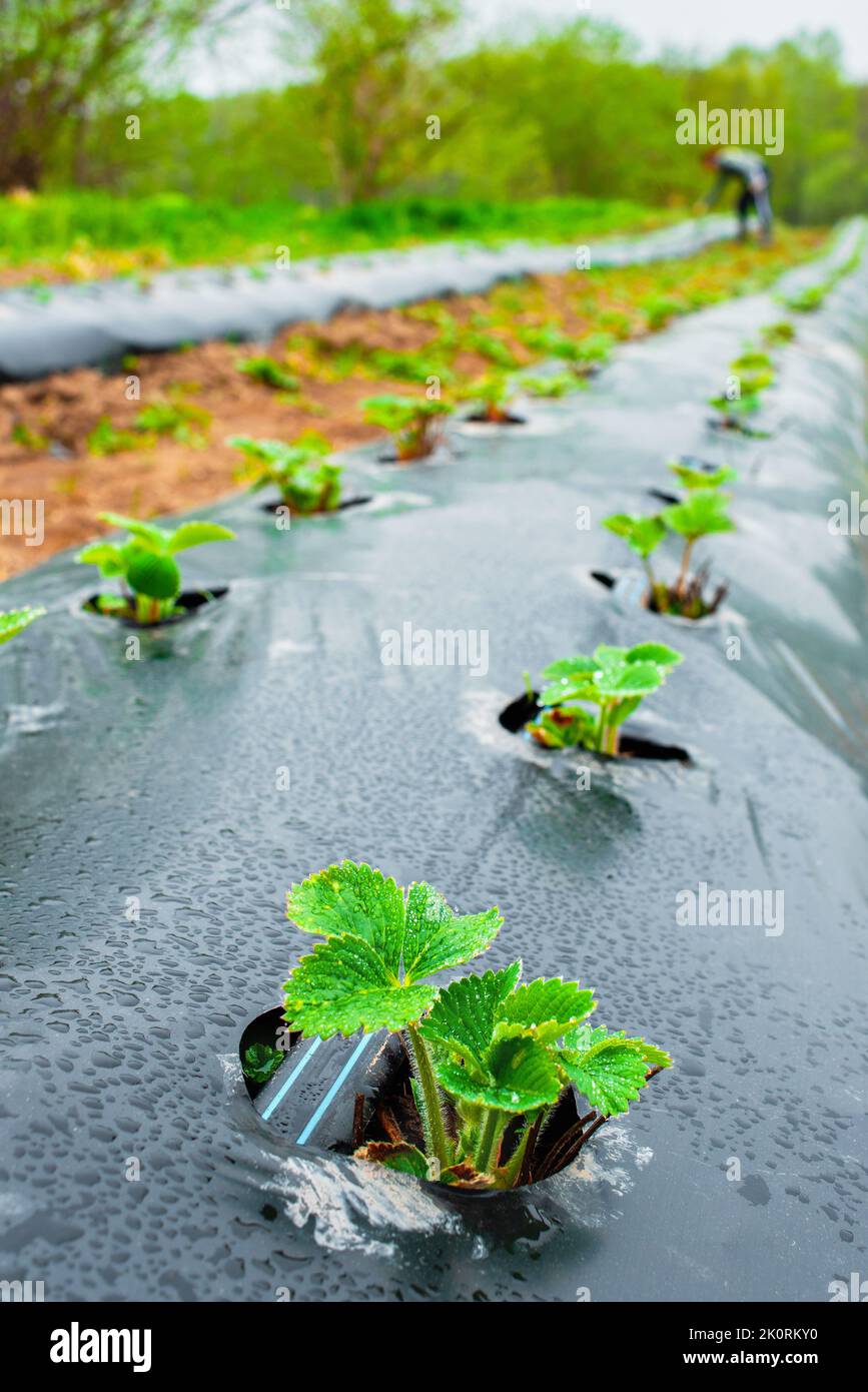 Rows of strawberry on ground covered by plastic mulch film in