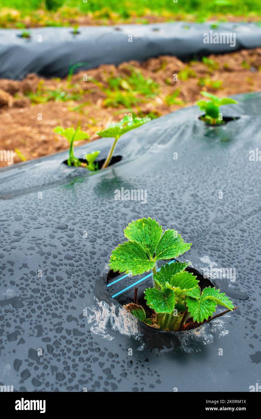 Rows of strawberry on ground covered by plastic mulch film in