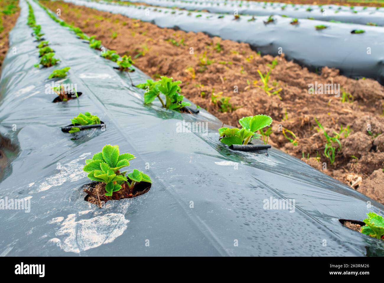 Rows of strawbery on ground covered by plastic mulch film in