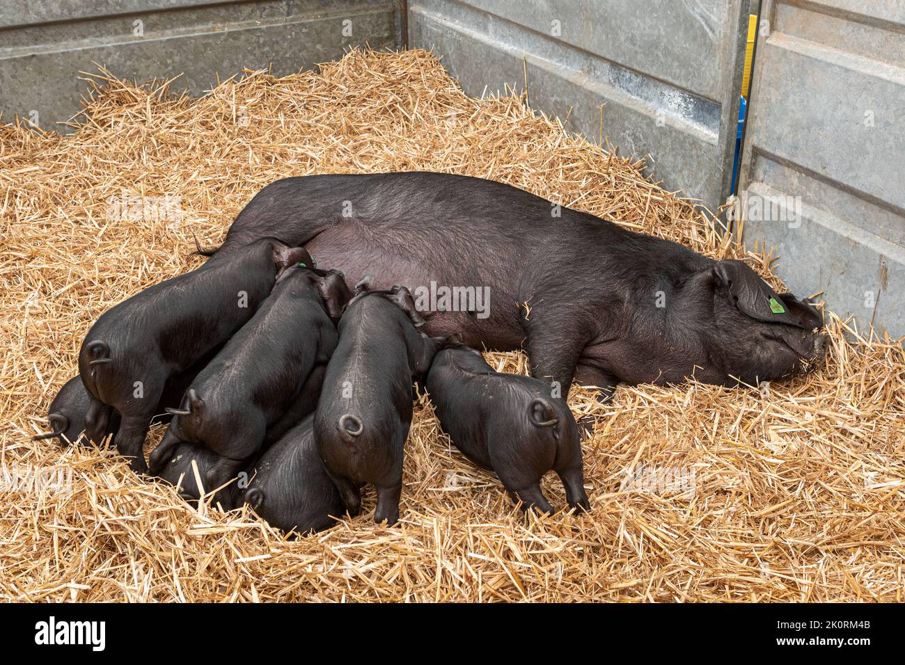 Large Black Pig Sow suckling, Dorset County Show 2022, Dorset, UK Stock Photo