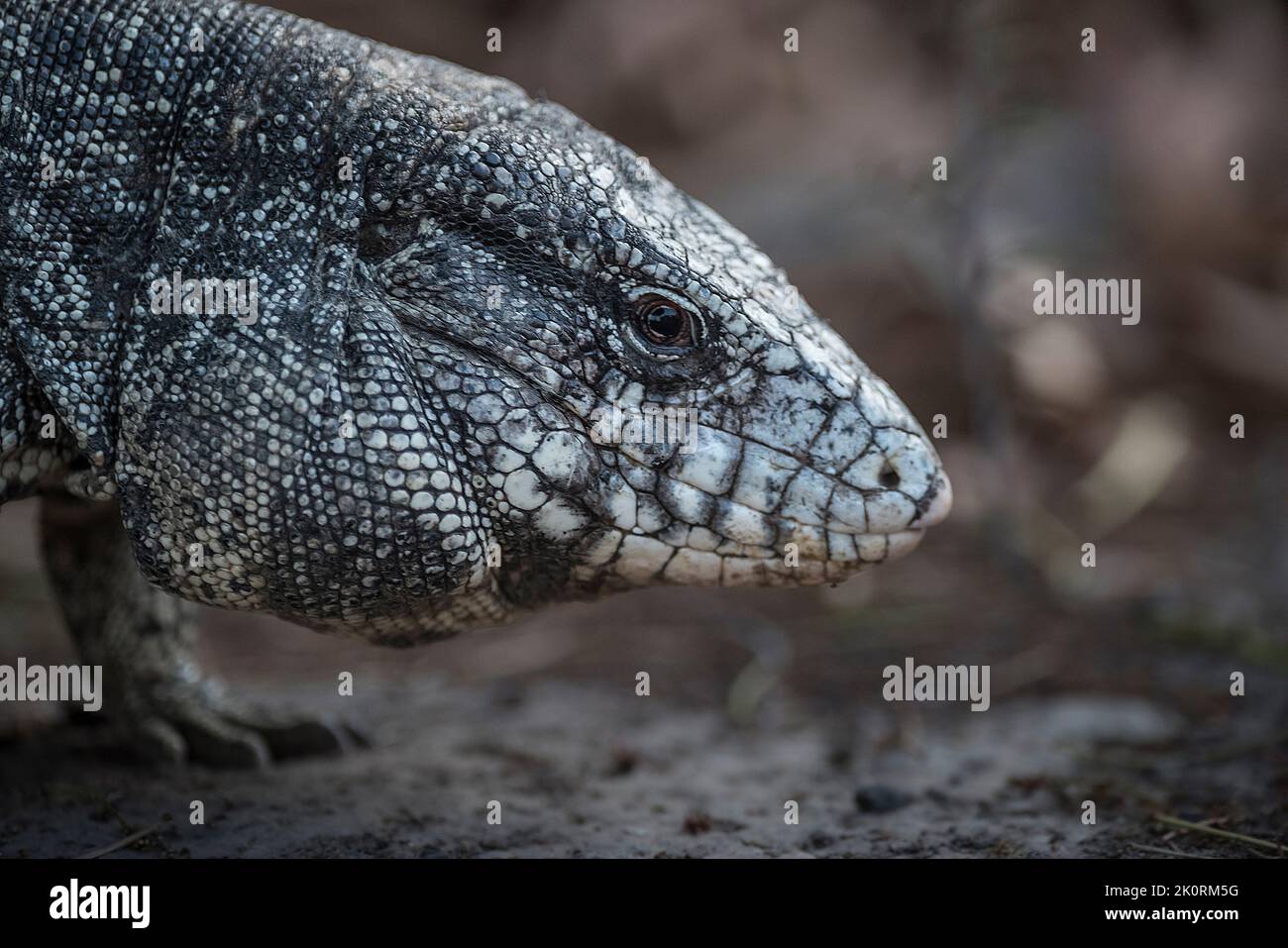 Argentine black and white tegu lizard Stock Photo Alamy