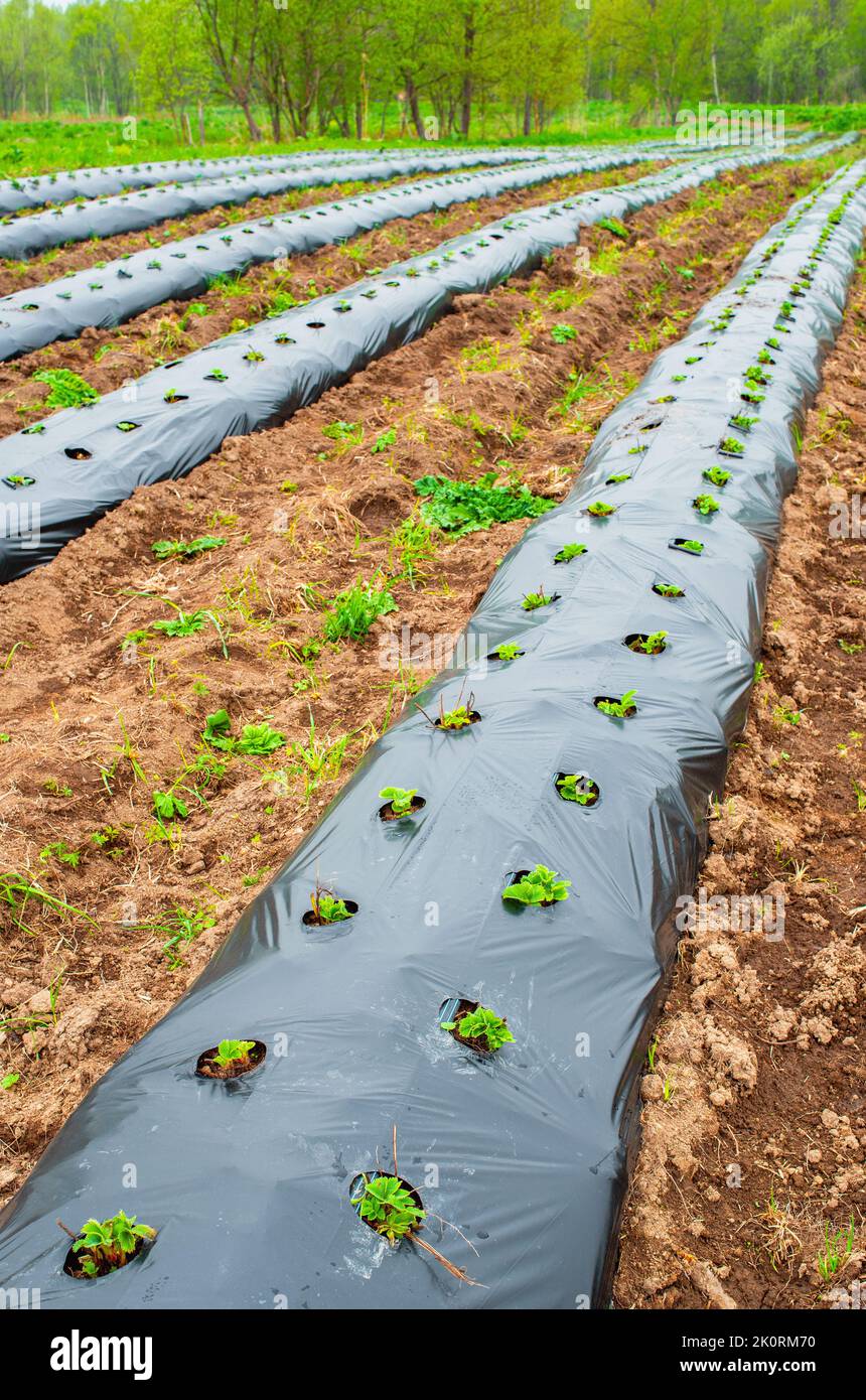 Rows of strawberry on ground covered by plastic mulch film in