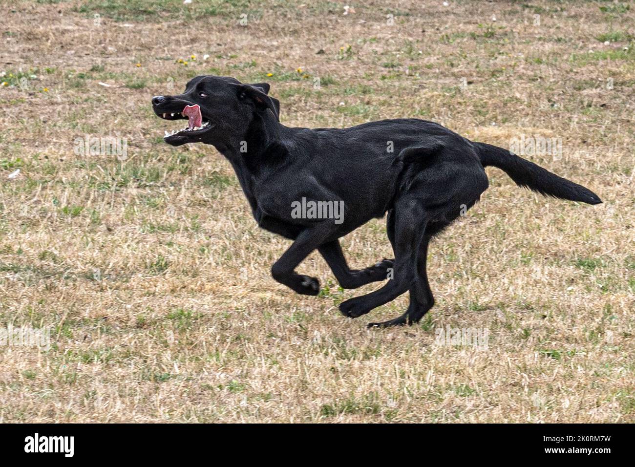 Black Labrador Retriever, Gundog exhibition, Dorset County Show 2022