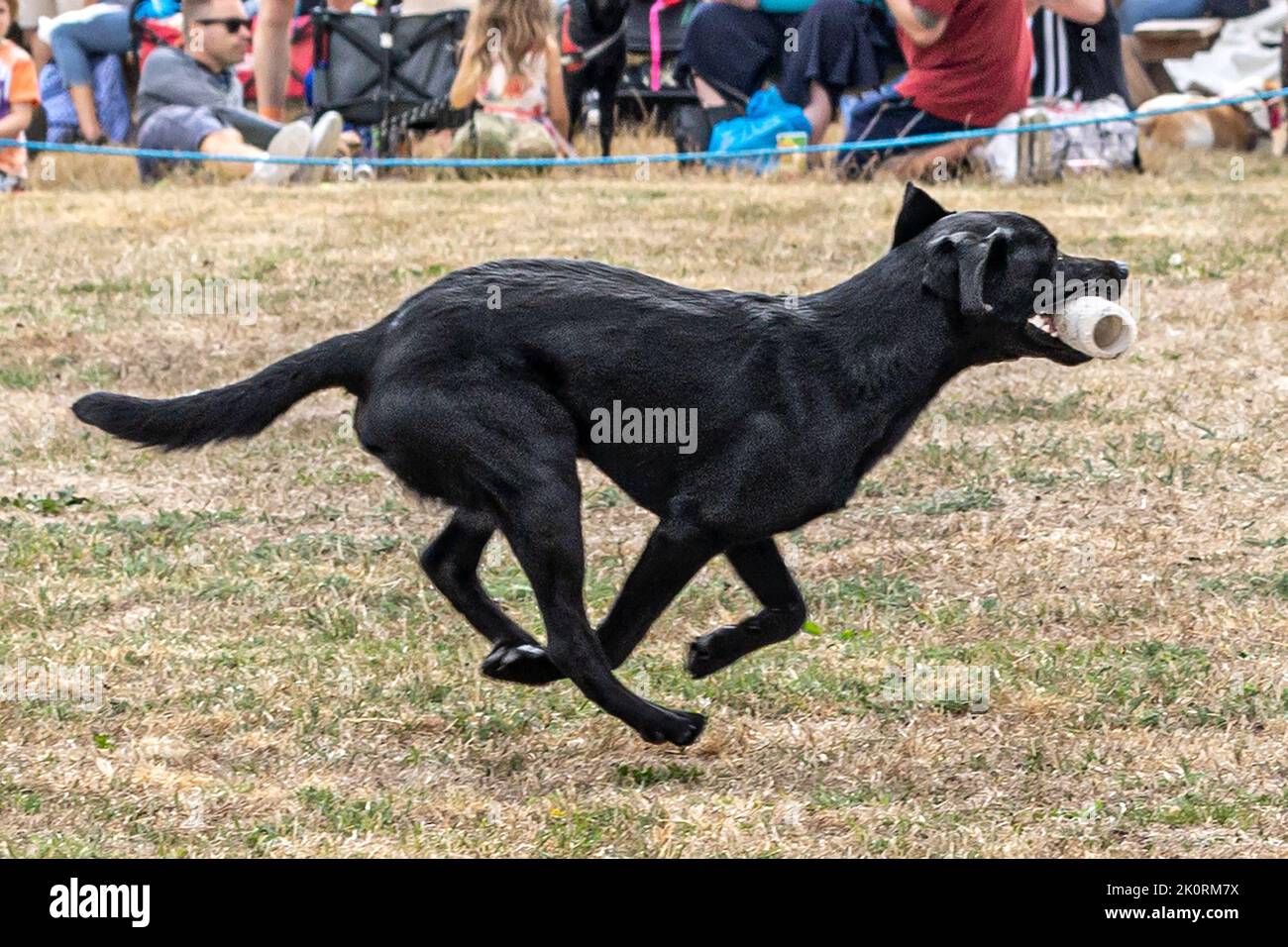 Black Labrador Retriever, retrieving dummy,  Gundog exhibition, Dorset County Show 2022, Dorset, UK Stock Photo