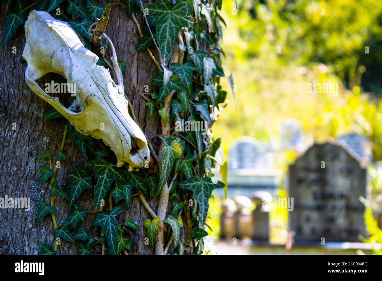 Animal skull. Cemetery and tombstones. Stock Photo