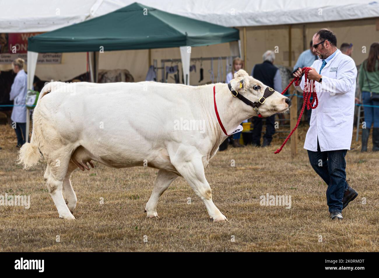 British white bull, competition, Dorset County Show 2022, Dorset, UK Stock Photo