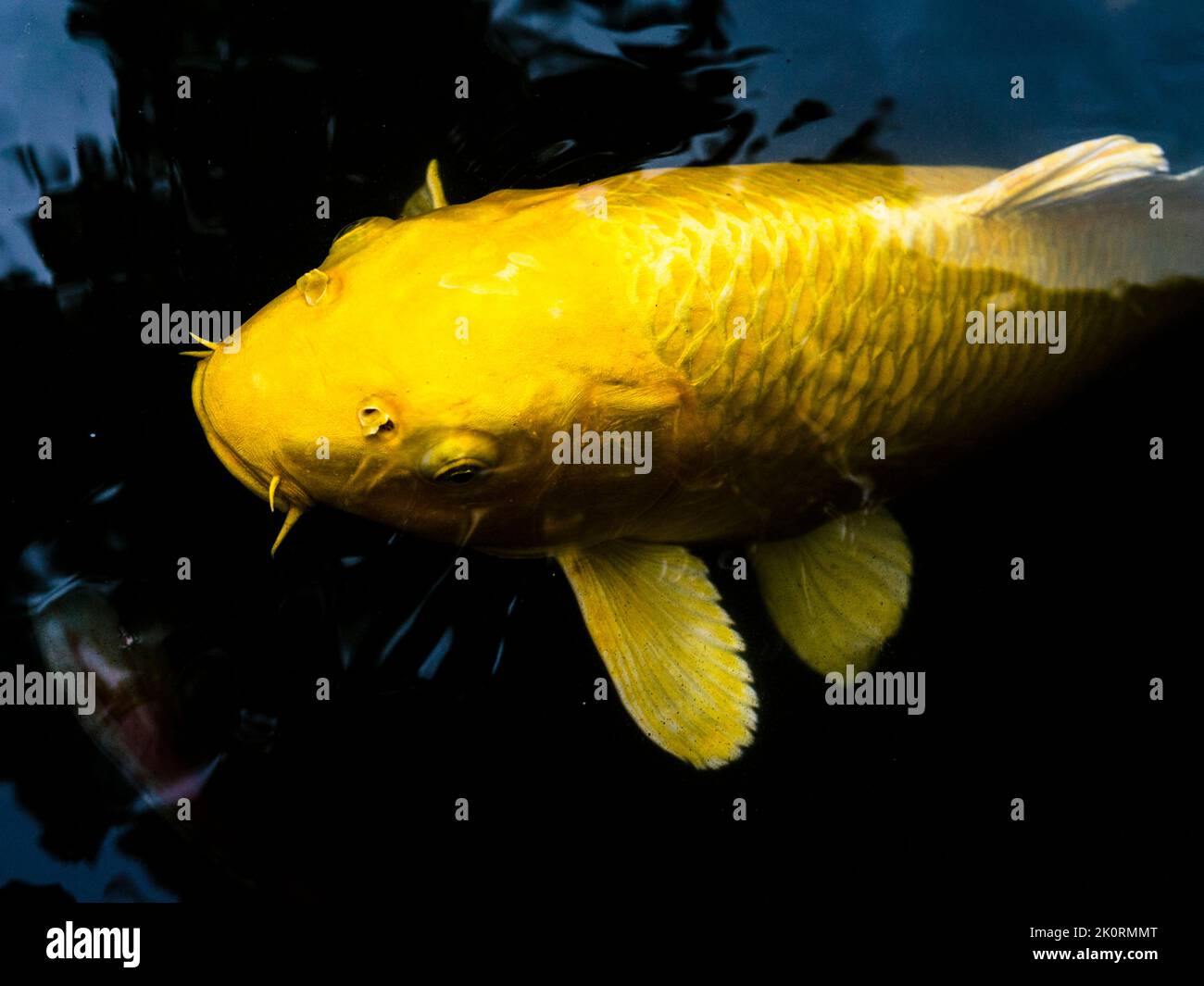 Good luck koi fish hires stock photography and images Alamy