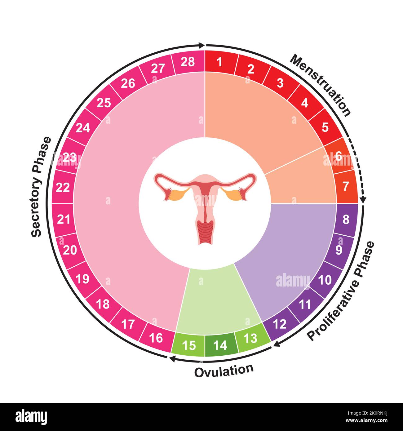 Scientific Designing of Menstrual Cycle Chart Calculator. Colorful Symbols. Vector Illustration. Stock Vector