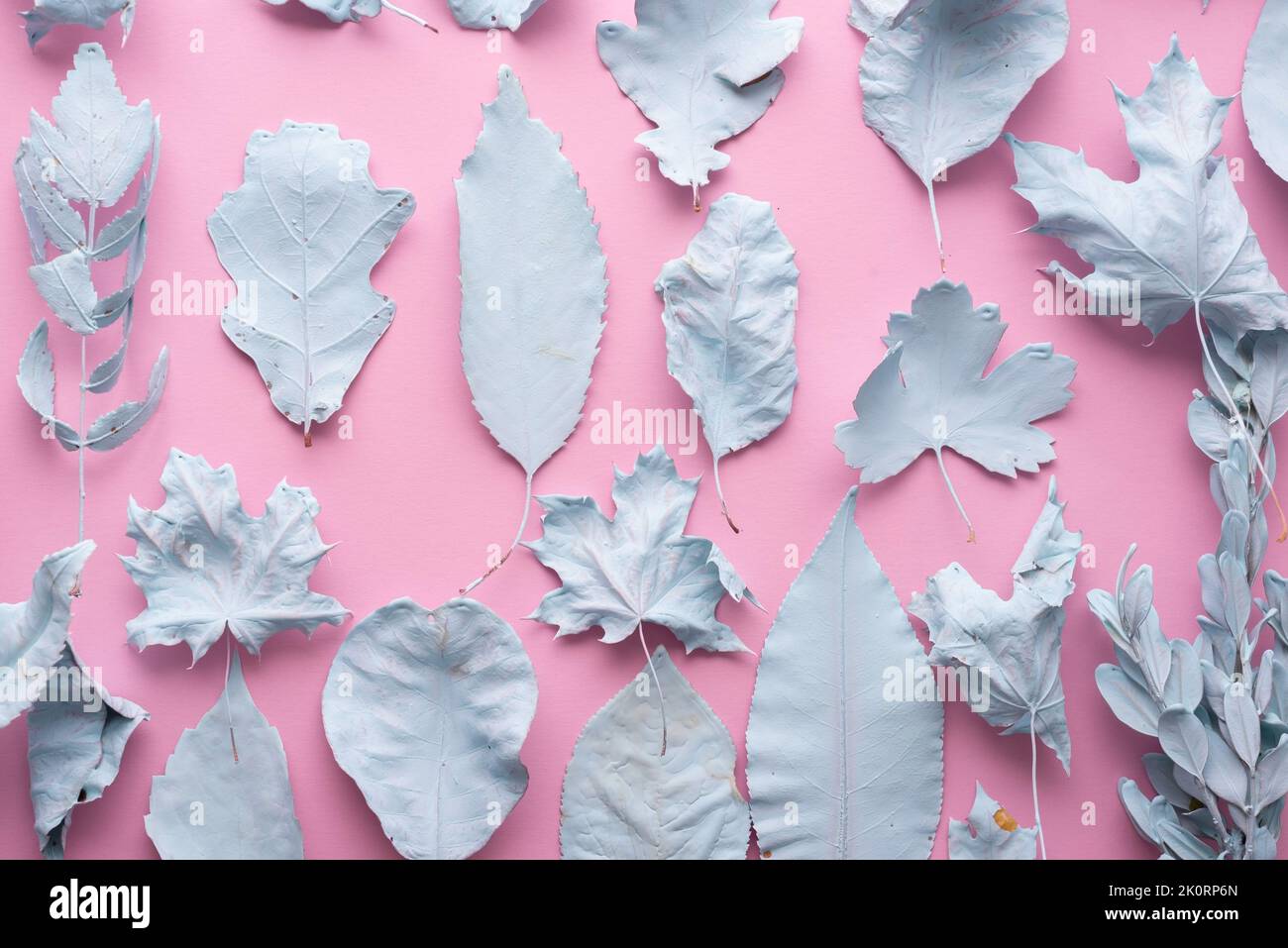 blue leaves on a pink background autumn composition texture Concept art. Minimal surrealism. Stock Photo