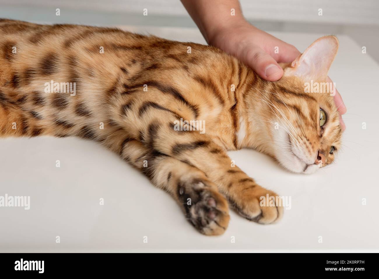The owner affectionately strokes his Bengal cat. Love for pets. Stock Photo