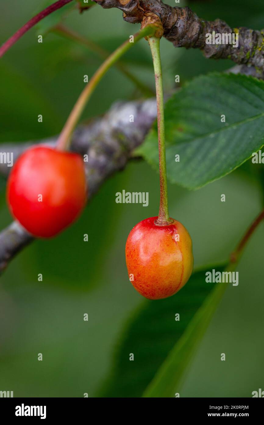 Prunus Avium Fruit Stock Photo Alamy