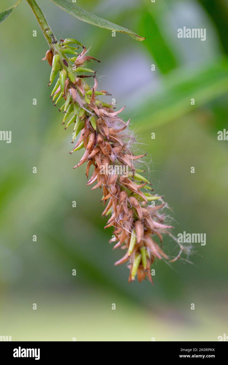 Salix pentandra fruit Stock Photo