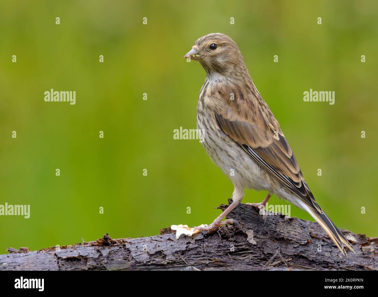 Female Common linnet (Linaria cannabina) posing on a tree bark trunk with green background Stock Photo